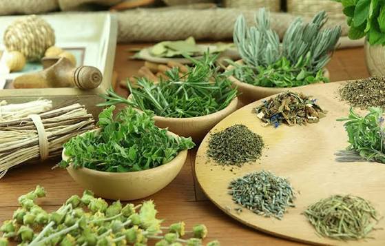 Bài Thuốc Chỉ Huyết Trị Rong Kinh Băng Huyết Do Nhiệt