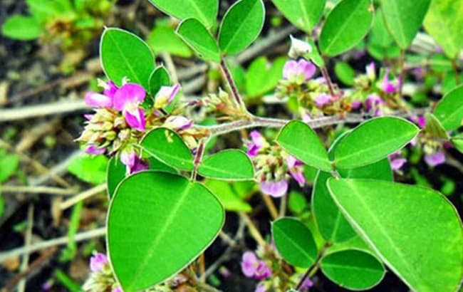 Bài Thuốc Bài Thạch Tán Sỏi Thận Bàng Quang